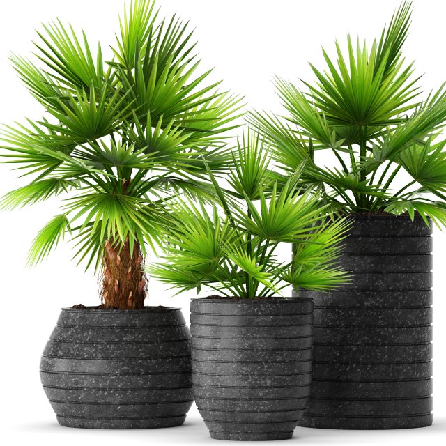 palm collection 3D Model .c4d .max .obj .3ds .fbx .stl .blend 