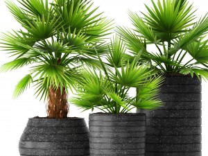 palm collection 3D Model