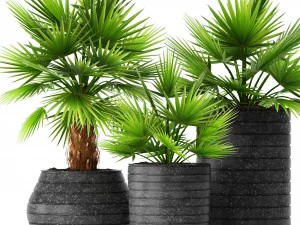 coleccion de palmas Modelo 3D