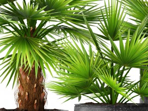 palm collection 3D Model