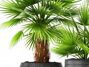 palm collection 3D Model
