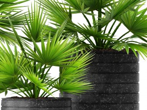 palm collection 3D Model