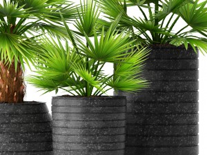 palm collection 3D Model