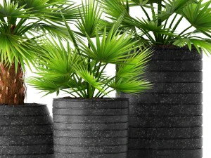 palm collection 3D Model