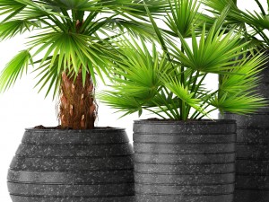 palm collection 3D Model