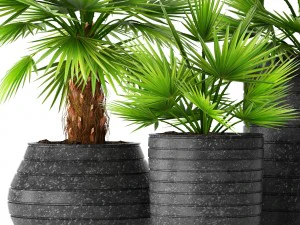palm collection 3D Model