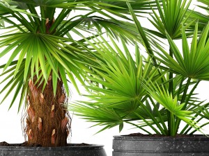 palm collection 3D Model