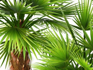 palm collection 3D Model