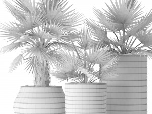 palm collection 3D Model
