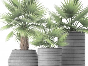 palm collection 3D Model