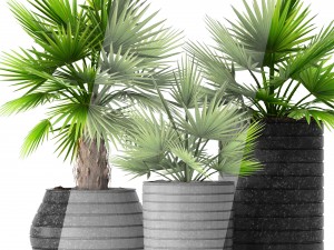 palm collection 3D Model