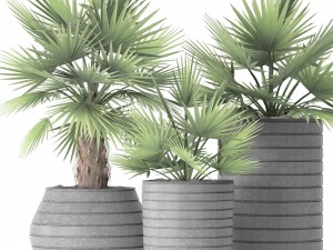 palm collection 3D Model