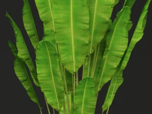 collection of banana 3D Model