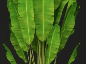 collection of banana 3D Model