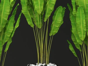 collection of banana 3D Model