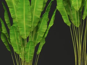 collection of banana 3D Model