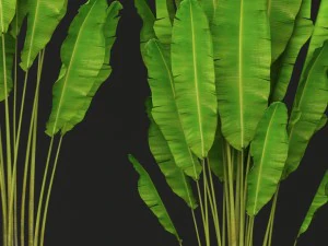 collection of banana 3D Model