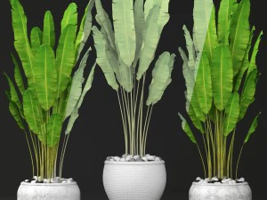 collection of banana 3D Model