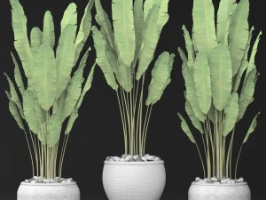 collection of banana 3D Model