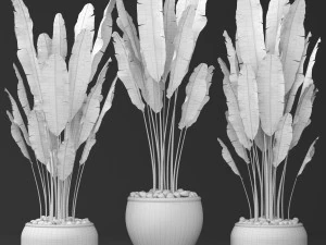 collection of banana 3D Model