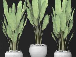 collection of banana 3D Model
