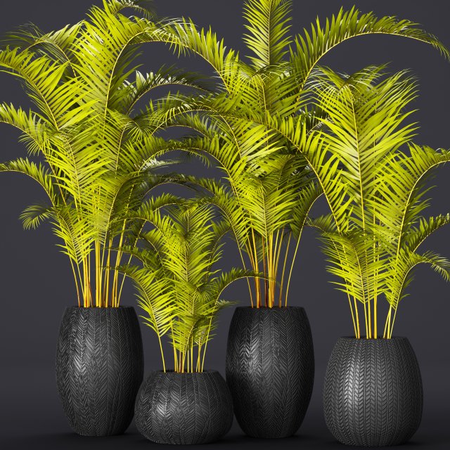 palm collection 3D Model .c4d .max .obj .3ds .fbx .stl .blend 