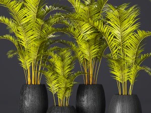 collezione di palme Modello 3D
