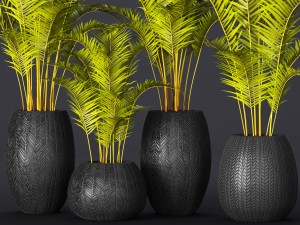 palm collection 3D Model