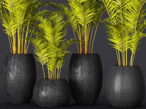 palm collection 3D Model
