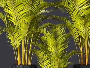 palm collection 3D Model