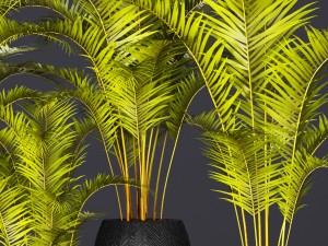 palm collection 3D Model