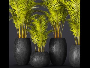 palm collection 3D Model