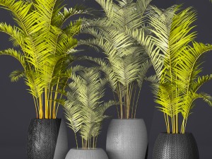 palm collection 3D Model