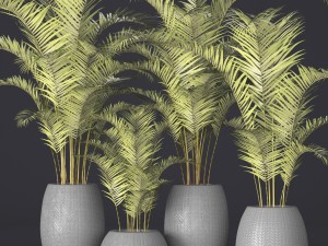 palm collection 3D Model