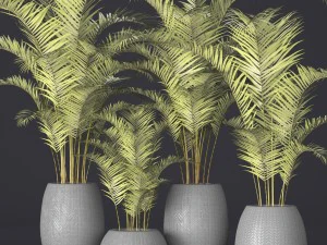 palm collection 3D Model