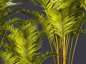 palm collection 3D Model