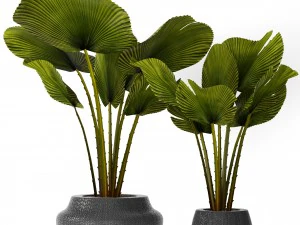 collection de palmiers Modèle 3D