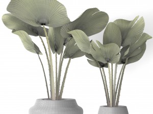 palm collection 3D-Modell