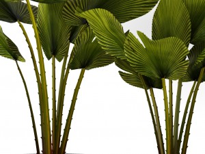 palm collection 3D-Modell