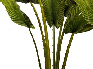 palm collection 3D-Modell