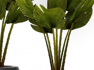 palm collection 3D-Modell