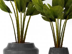 palm collection 3D-Modell