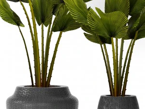 棕榈收藏 3D 模型