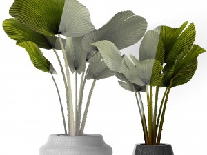 palm collection 3D-Modell