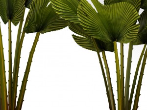 palm collection 3D-Modell