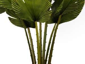 palm collection 3D-Modell
