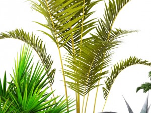 plants collection 3D 모델
