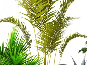 plants collection 3D Model