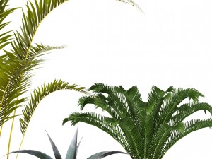 plants collection 3D 모델