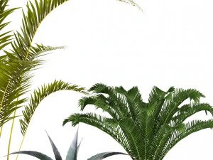 plants collection 3D Model